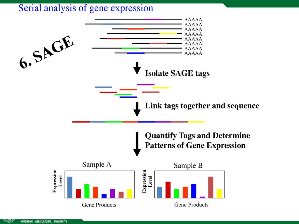 6. SAGE Serial analysis of gene expression Isolate SAGE tags