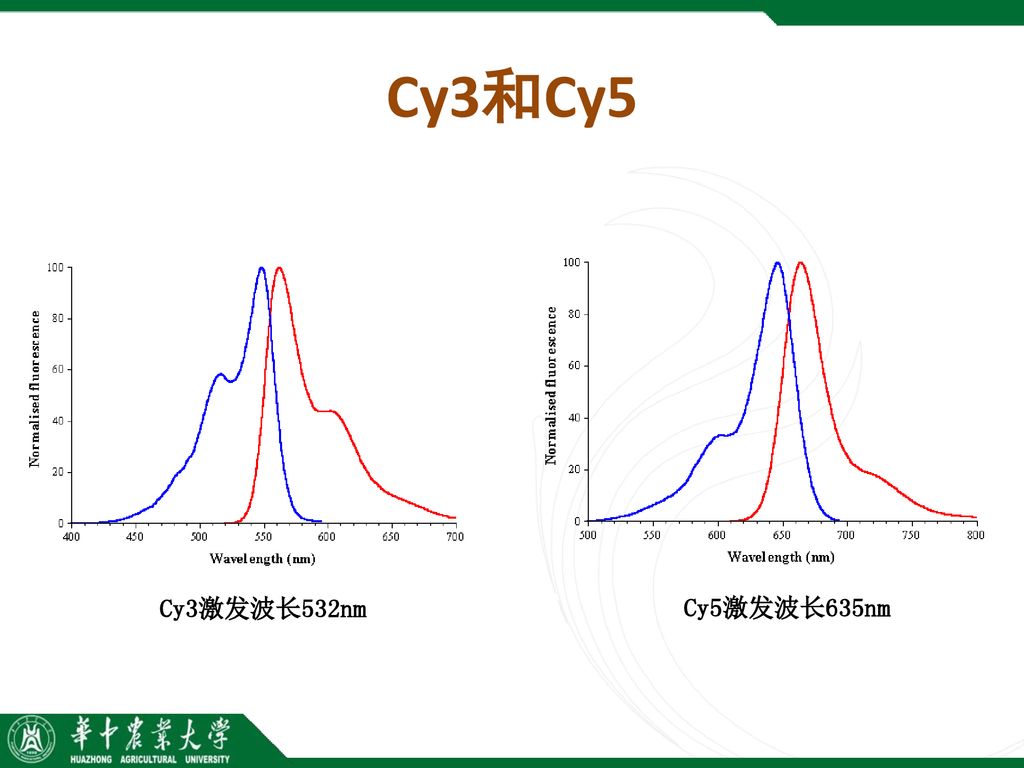 Cy3和Cy5 Cy3激发波长532nm Cy5激发波长635nm