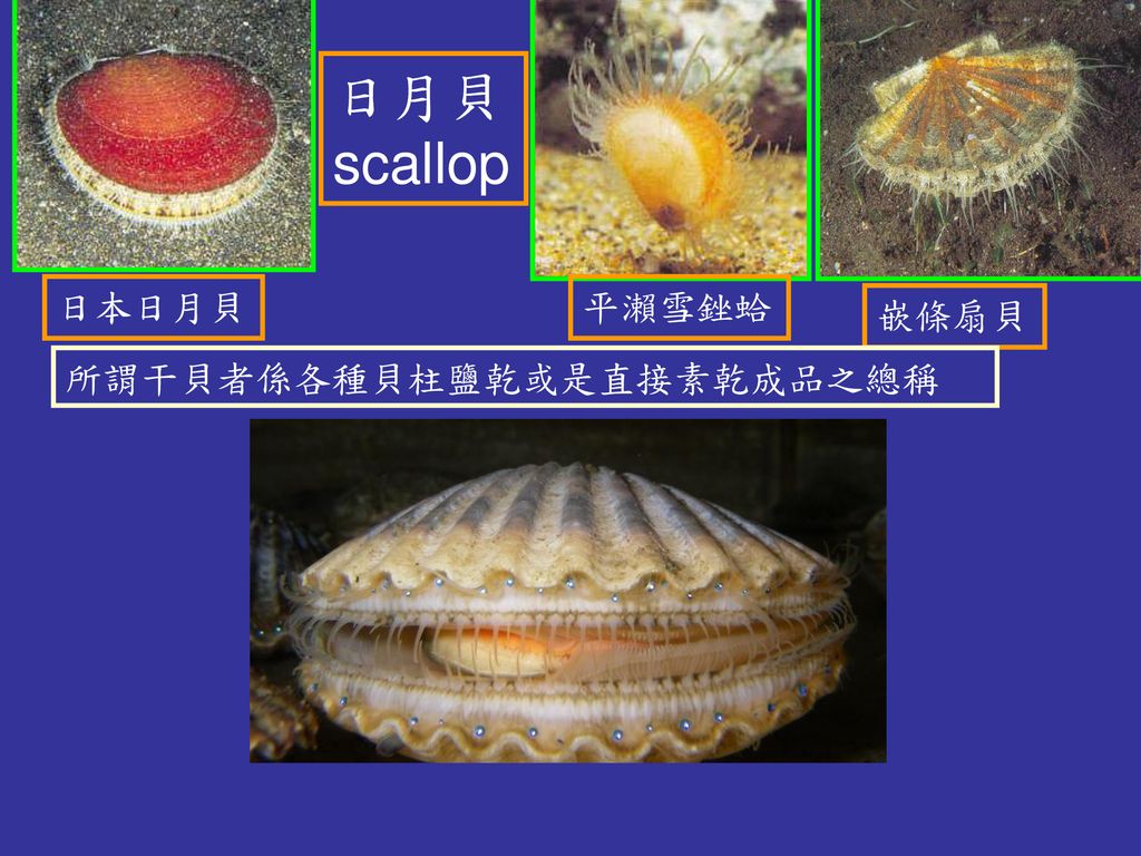 貝類圖鑑一 海水貝類 1 單貝類 鮑魚 Abalone 九孔 Small Abalone 等 Ppt Download