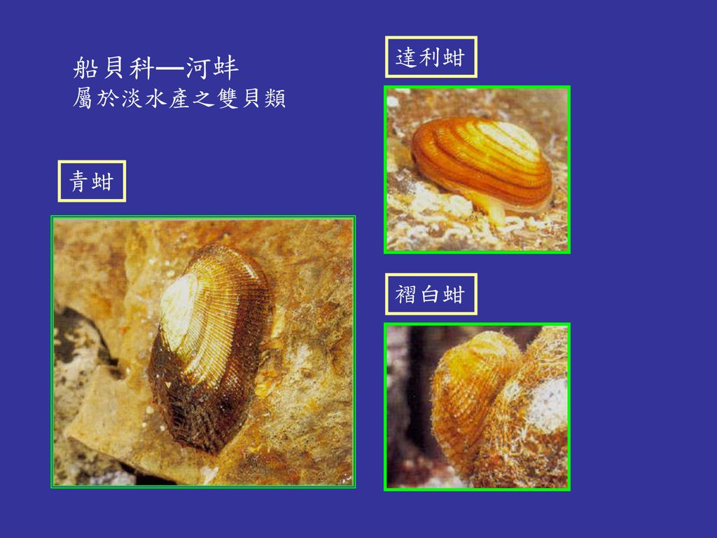 貝類圖鑑一 海水貝類 1 單貝類 鮑魚 Abalone 九孔 Small Abalone 等 Ppt Download