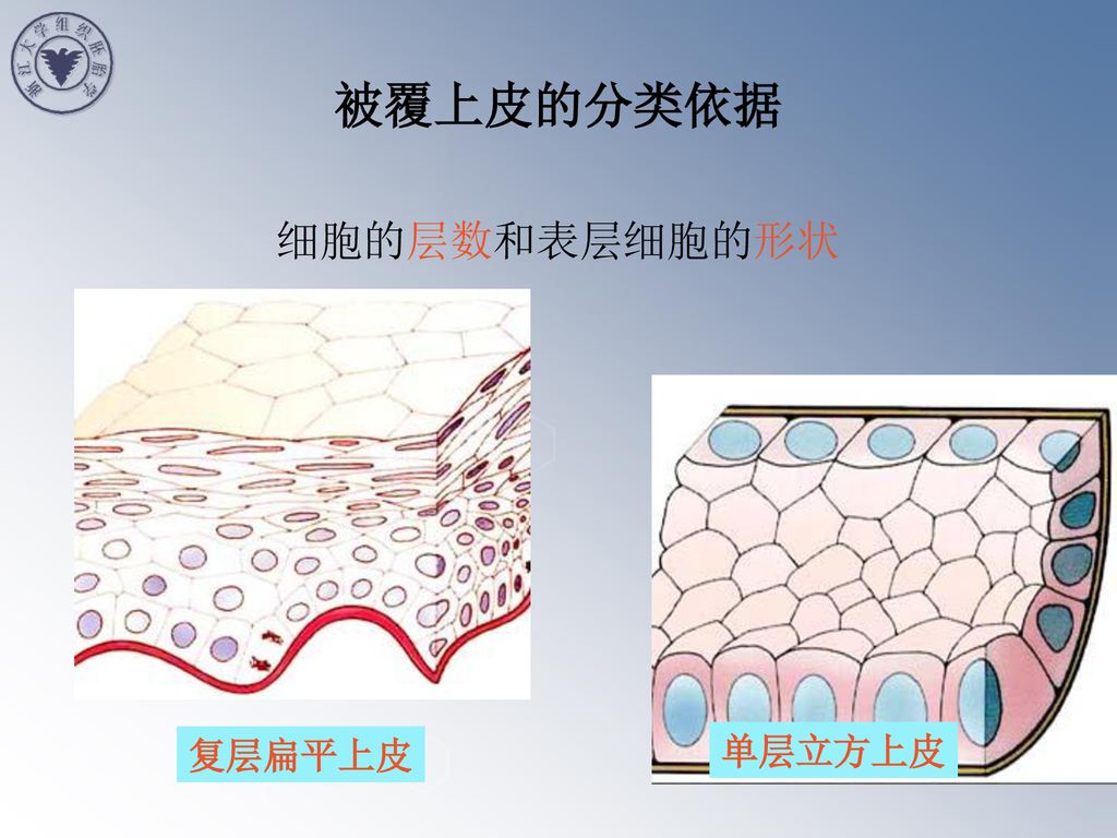 上皮组织epithelial Tissue Ppt Download