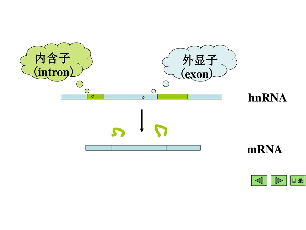 RNA Biosynthesis, Transcription