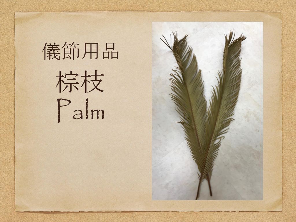 儀節用品 棕枝 Palm