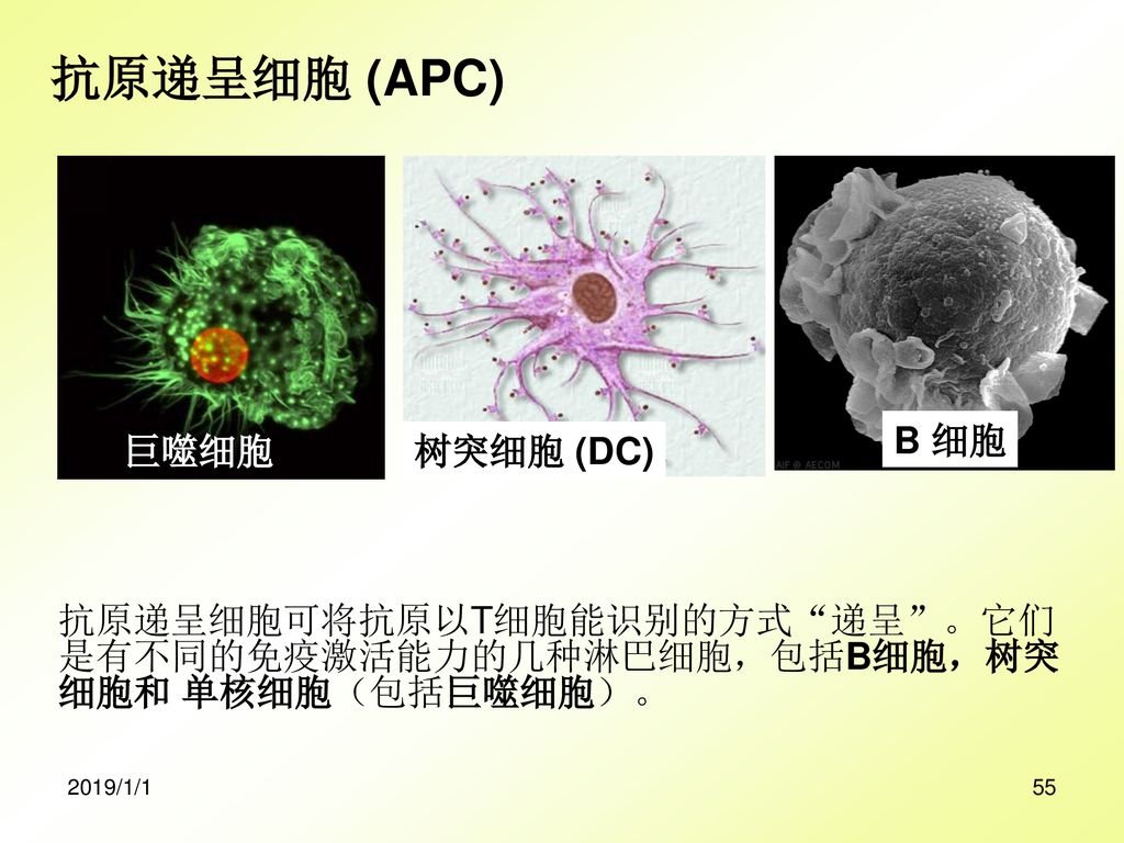 抗原递呈细胞 (APC) 巨噬细胞 树突细胞 (DC)