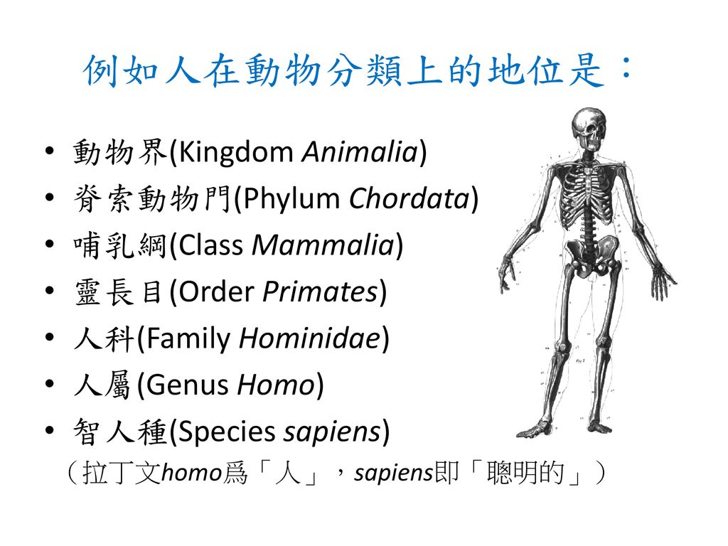 例如人在動物分類上的地位是： 動物界(Kingdom Animalia) 脊索動物門(Phylum Chordata)