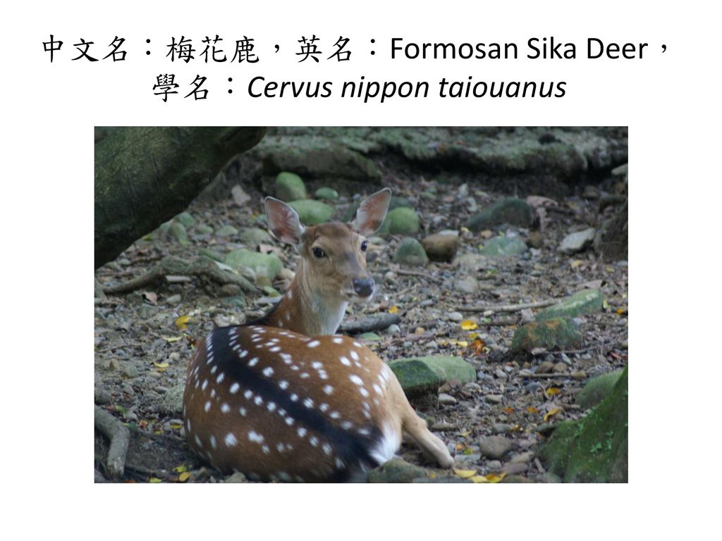 中文名：梅花鹿，英名：Formosan Sika Deer，學名：Cervus nippon taiouanus