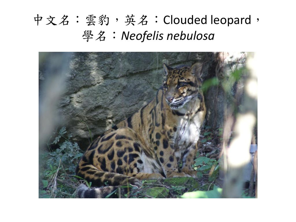 中文名：雲豹，英名：Clouded leopard， 學名：Neofelis nebulosa