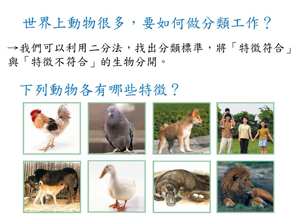世界上動物很多，要如何做分類工作？ →我們可以利用二分法，找出分類標準，將「特徵符合」與「特徵不符合」的生物分開。 下列動物各有哪些特徵？