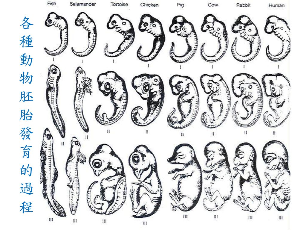 各種動物胚胎發育的過程