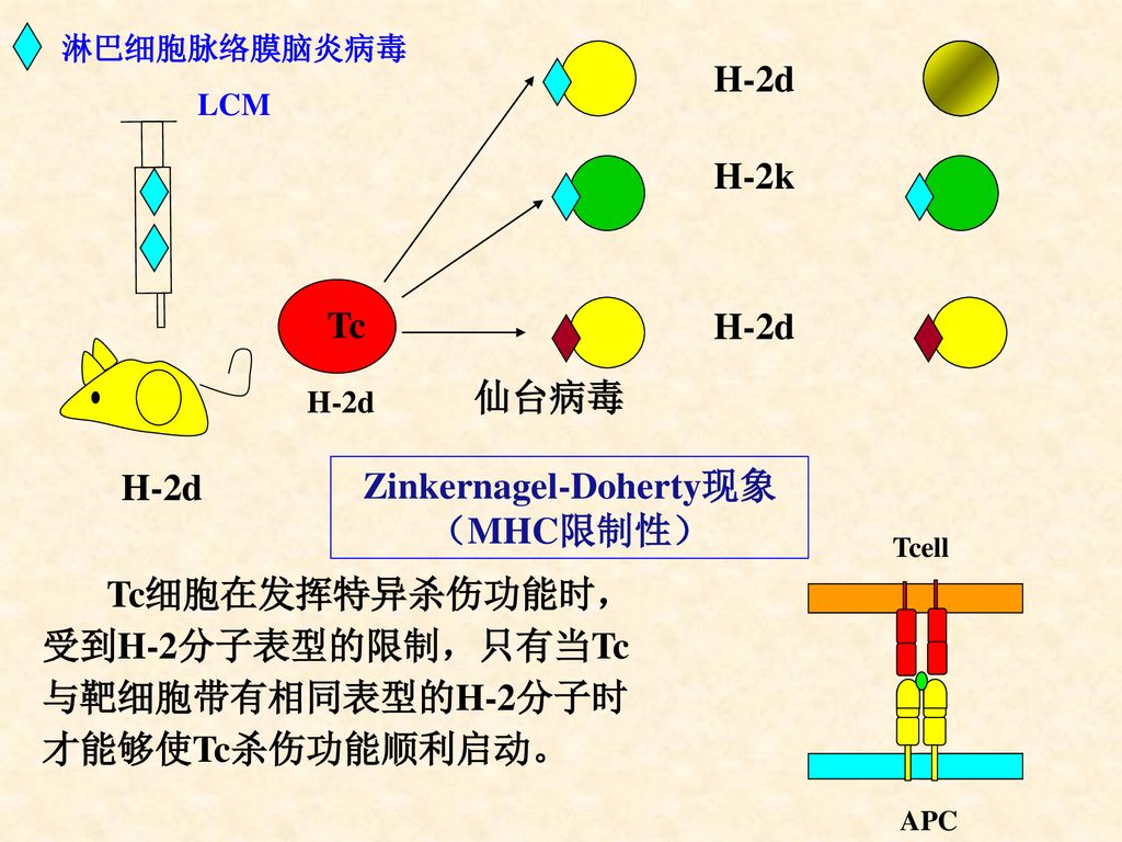 淋巴细胞脉络膜脑炎病毒lcmh-2dh-2ktch-2d仙台病毒h-2dh-2d