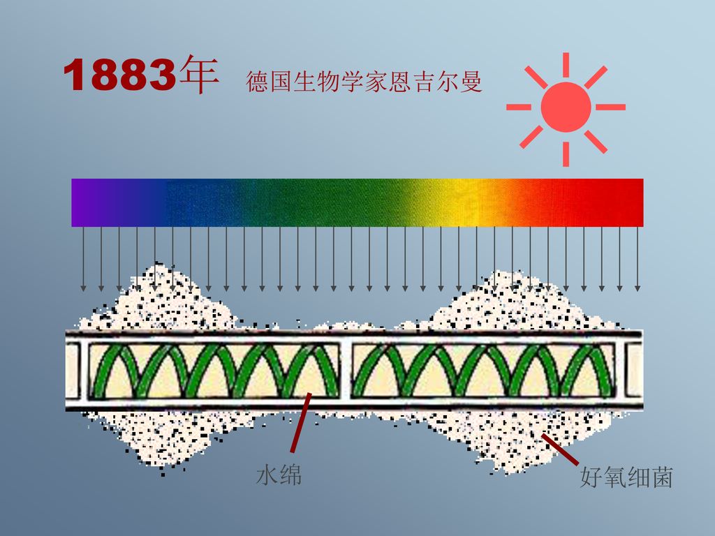 光合作用的概念和意义光合作用的场所光合作用的过程光合作用的研究历史 Ppt Download