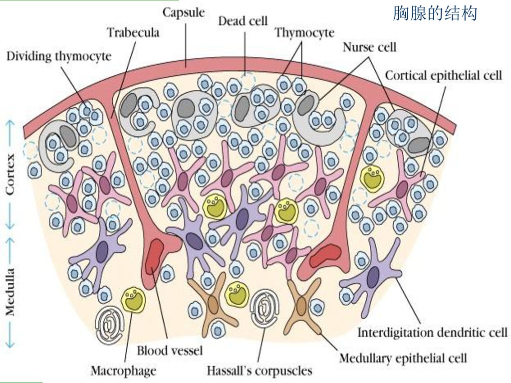 胸腺的光镜结构图图片