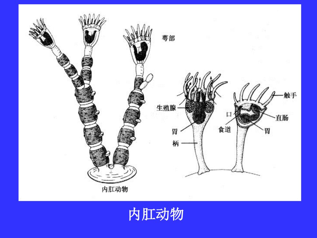 假体腔动物进化地位本类群包括九个门 外形差异很大 彼此的亲缘关系不清楚 但都具有假体腔 Ppt Download