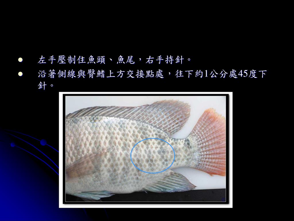 魚類基礎實驗水生動物實驗中心 Ppt Download