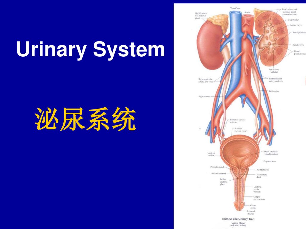 Urinary System 泌尿系统