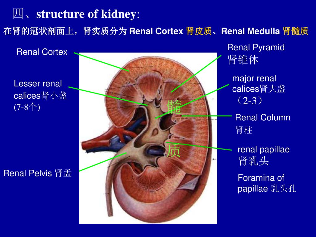 四、structure of kidney: