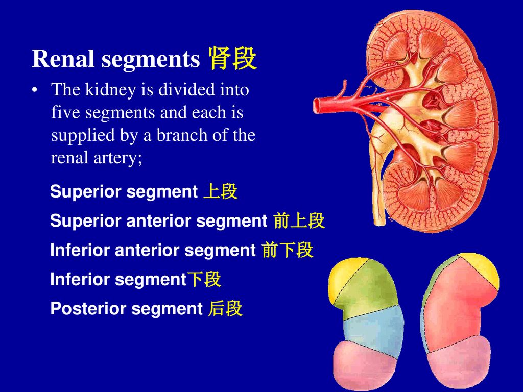 Renal segments 肾段 The kidney is divided into five segments and each is supplied by a branch of the renal artery;