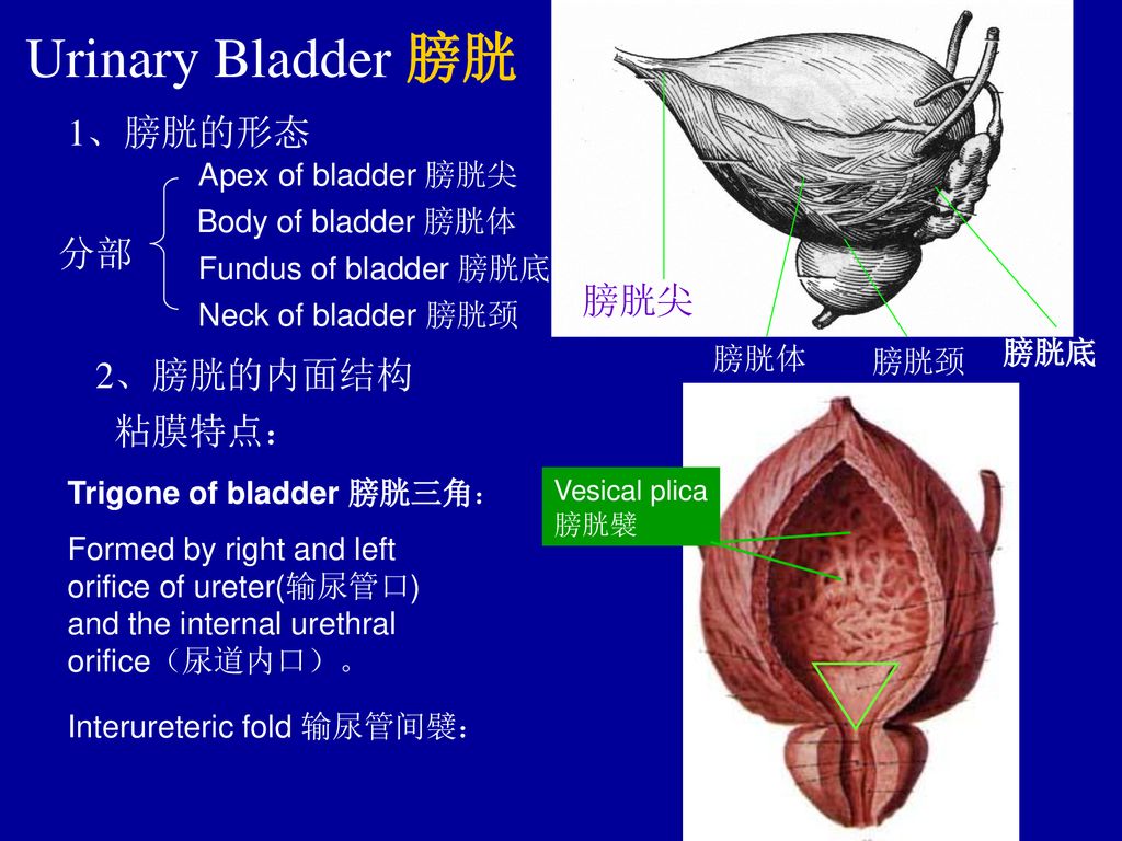 Urinary Bladder 膀胱 1、膀胱的形态 分部 膀胱尖 2、膀胱的内面结构 粘膜特点： Apex of bladder 膀胱尖