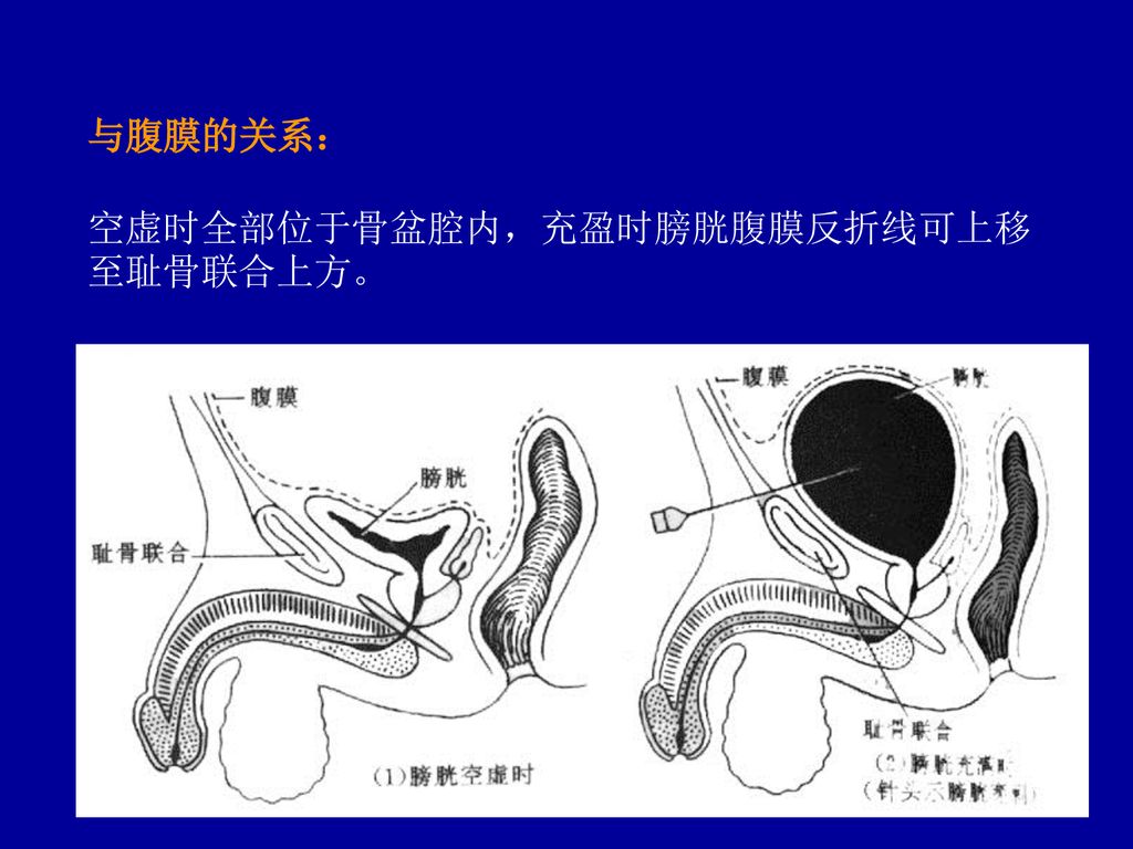 与腹膜的关系： 空虚时全部位于骨盆腔内，充盈时膀胱腹膜反折线可上移至耻骨联合上方。