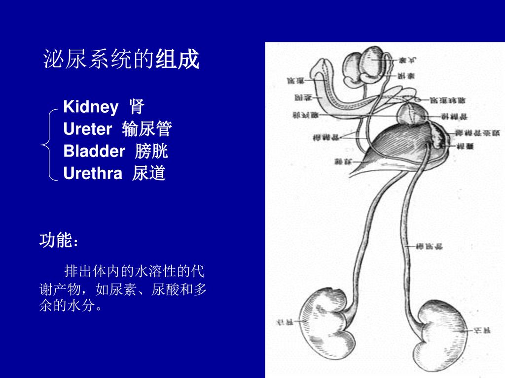 泌尿系统的组成 Kidney 肾 Ureter 输尿管 Bladder 膀胱 Urethra 尿道 功能：