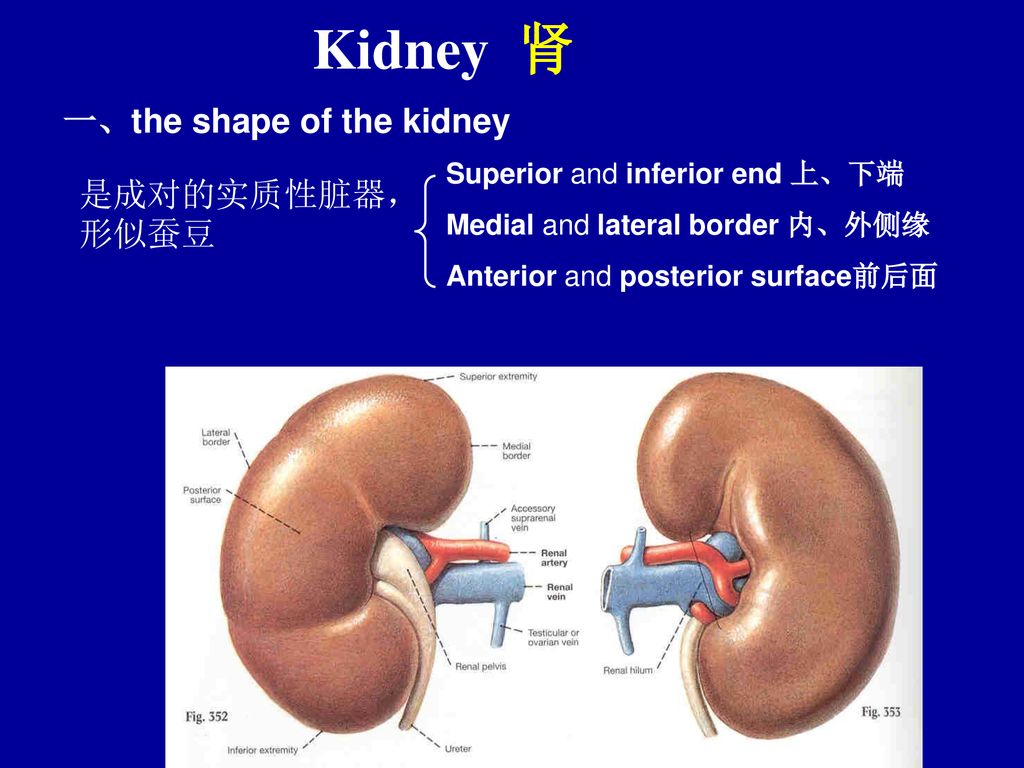 Kidney 肾 一、the shape of the kidney 是成对的实质性脏器，形似蚕豆