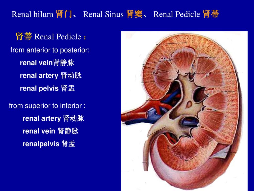 Renal hilum 肾门、 Renal Sinus 肾窦、 Renal Pedicle 肾蒂