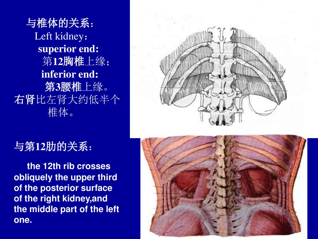 与椎体的关系： Left kidney： superior end: 第12胸椎上缘； inferior end: 第3腰椎上缘。 右肾比左肾大约低半个椎体。