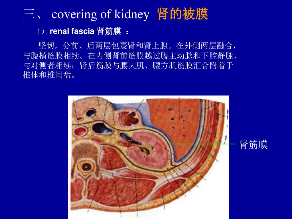 三、 covering of kidney 肾的被膜