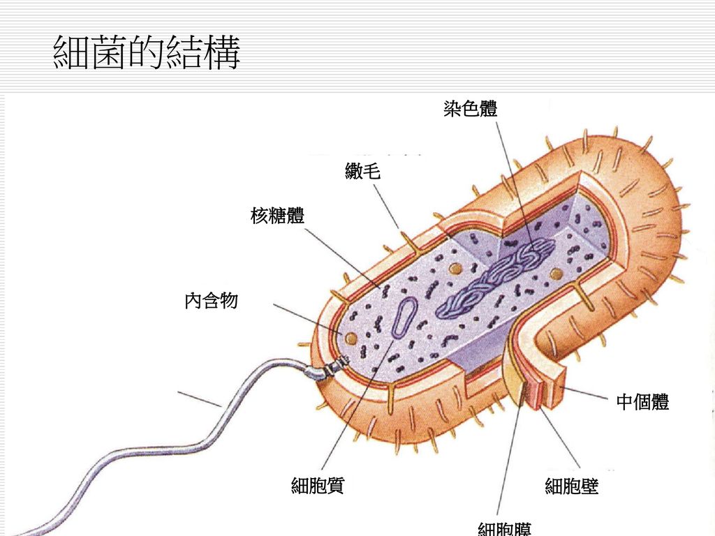 細菌的結構 染色體 繖毛 核糖體 內含物 中個體 細胞質 細胞壁 細胞膜