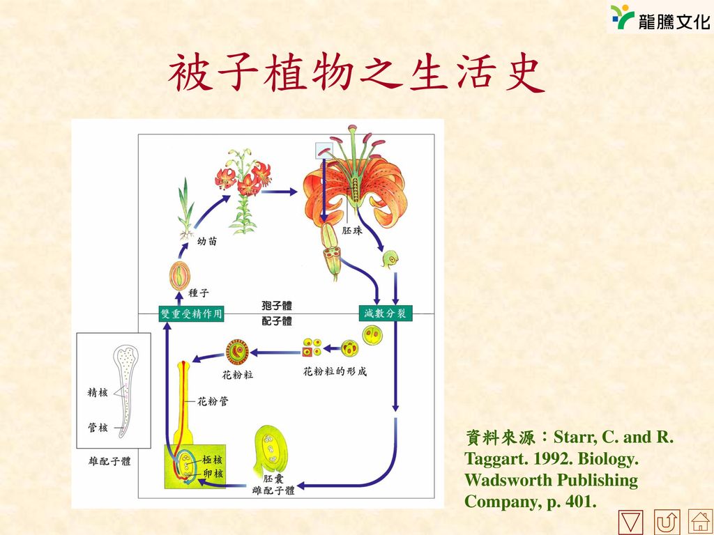 第四章植物的生殖 生長和發育4 1 植物的生殖4 2 種子的萌發與幼苗生長4 3 調節植物生長與發育的物質 Ppt Download