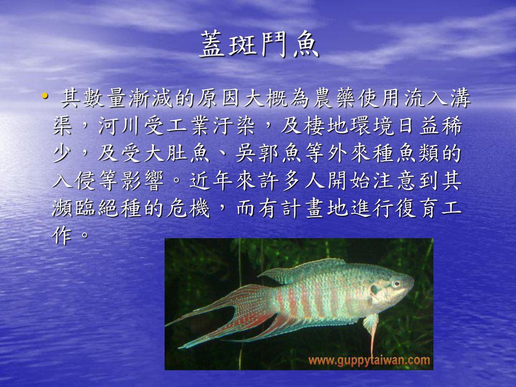 環境與生活蓋斑鬥魚 孔雀魚的飼養與觀察崑山科技大學蕭明謙 Ppt Download