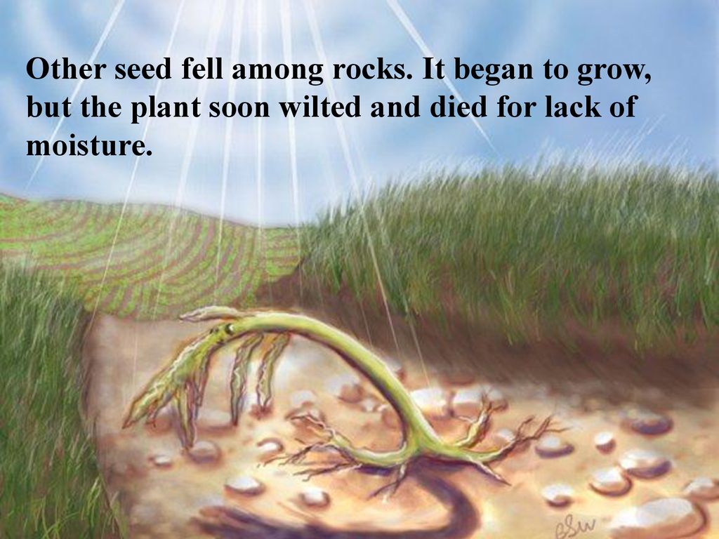 Приснилось кидать. Притча о семенах. Притча о сорняках. Зерно падает в землю. Семя в земле притча.