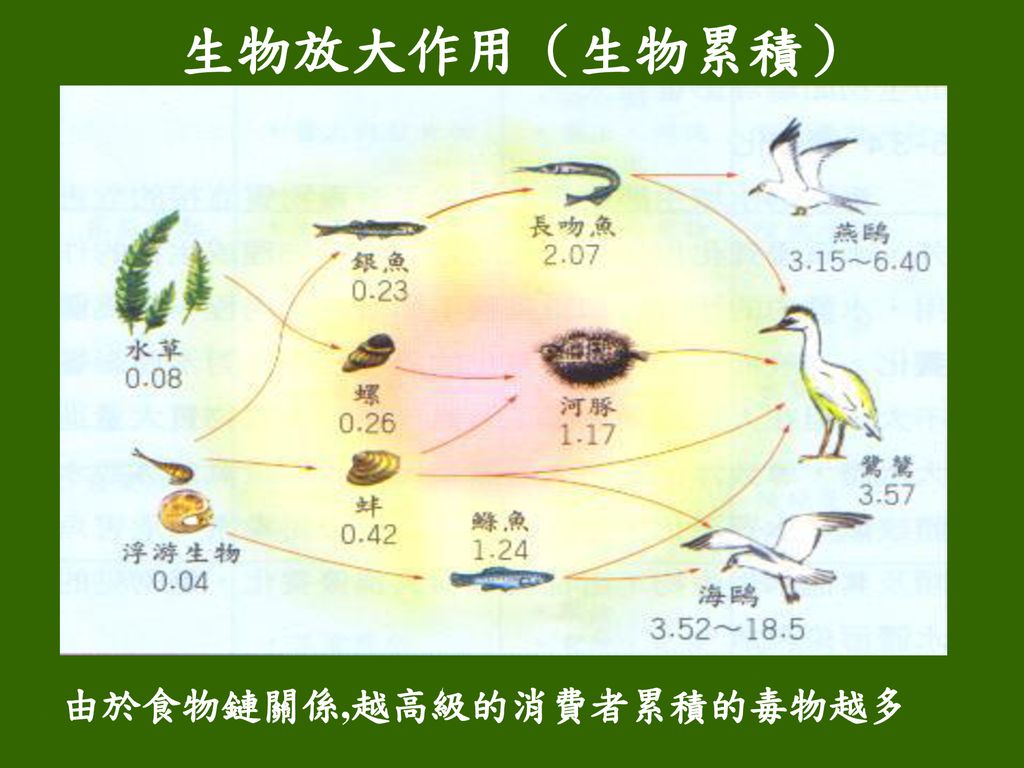 人類在生態系中地位的演變早期的角色 和其他生物一樣 是生態系中的一個成員 受天擇的支配 在生態系中保持其穩定的族群 Ppt Download