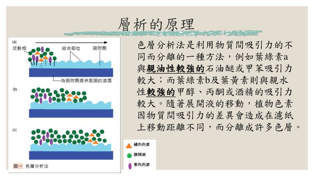 化學科新舊課綱銜接教材 濾紙層析法實驗 Ppt Download