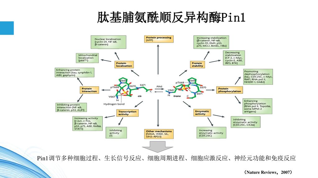 连晓岚福建省血液病研究所福建医科大学附属协和医院血液科 Ppt Download