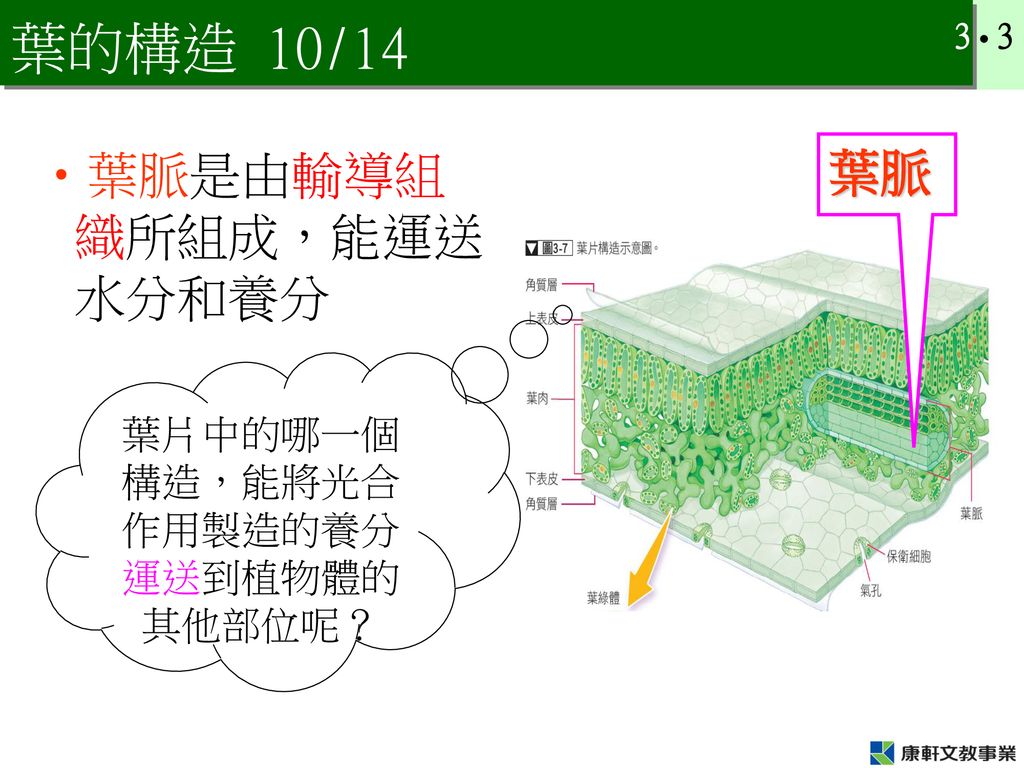 第三章養分3 3 植物如何獲得養分 Ppt Download