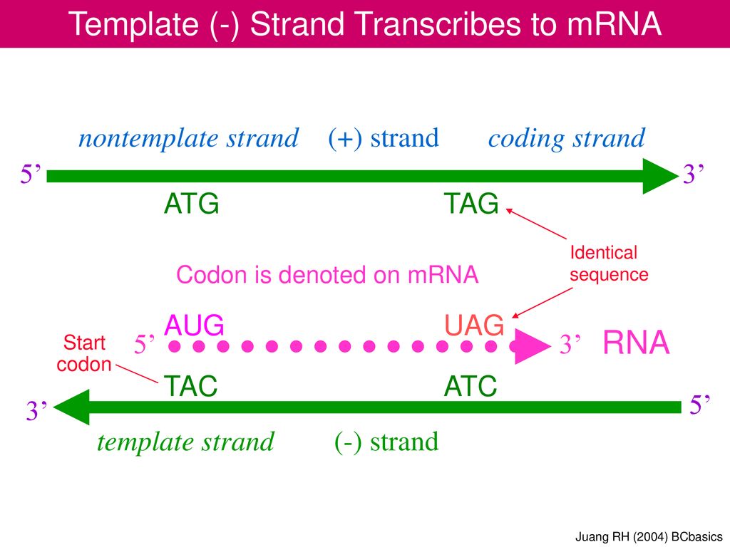 DNA RNA Protein Central Dogma 複 製 轉 錄 逆轉錄 轉 譯 Replication Reverse - ppt ...