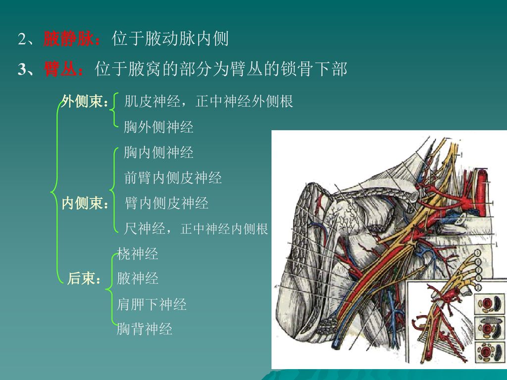 胸前区 腋区的局部解剖与操作 Ppt Download