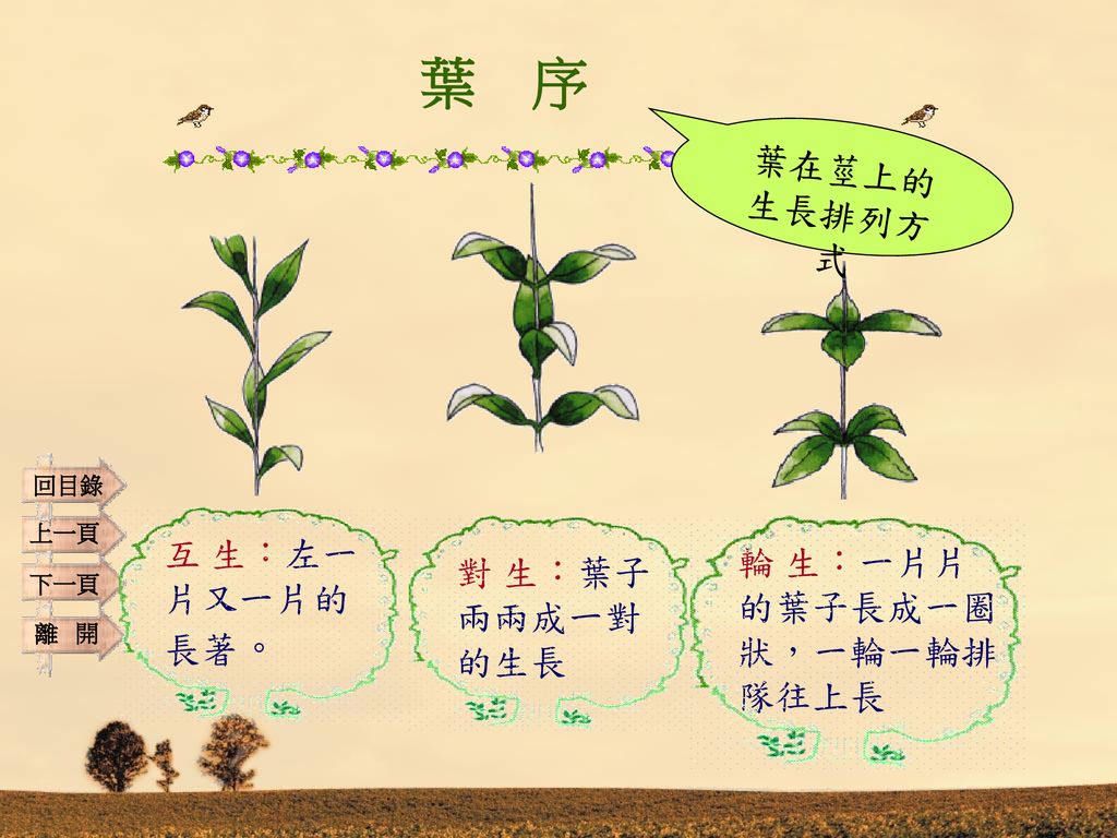 認識植物的根莖葉166 由此進入 Ppt Download