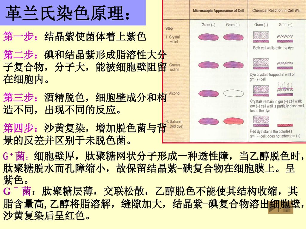 革兰氏染色原理 第一步 结晶紫使菌体着上紫色第二步 碘和结晶紫形成脂溶性大分子复合物 分子大 能被细胞壁阻留在细胞内 Ppt Download