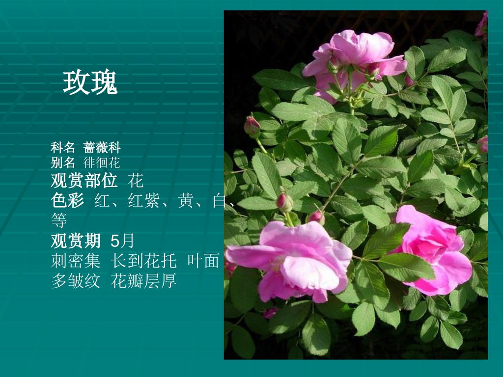 常见插花花材30种 补充10种制作康与绯 Ppt Download