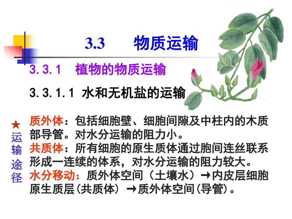 物质运输植物的物质运输水和无机盐的运输质外体 包括细胞壁 细胞间隙及中柱内的木质部导管 对水分运输的阻力小 Ppt Download