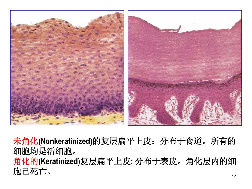 组织学与胚胎学教学课件莆田学院医学院组织胚胎学 Ppt Download